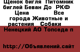 Щенок бигля. Питомник биглей Беван-До (РКФ) › Цена ­ 20 000 - Все города Животные и растения » Собаки   . Ненецкий АО,Топседа п.